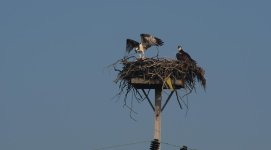 DSC_1867.jpg