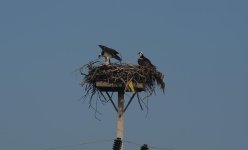 DSC_1868.jpg