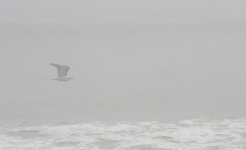 DSC_1934.jpg