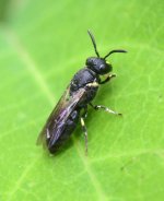 Hylaeus annulatus - female Plasterer Bee 2.jpg