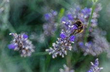20140805-Bee in flight.jpg