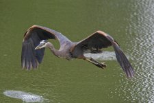 FlyingHeron 022.jpg