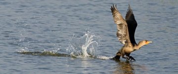 CormorantTakeOff 025.jpg