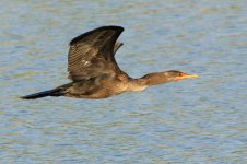 CormorantTakeOff 026.jpg