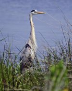 _DSC4555.jpg