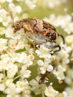 Beetle2.jpg