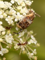 Beetle.jpg