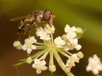 WaspFly.jpg