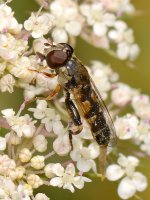 WaspFly2.jpg
