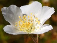 WhiteFlower.jpg