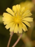 YellowFlower.jpg