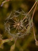 SeedHead.jpg