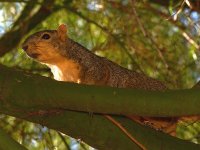 Squirrel.jpg