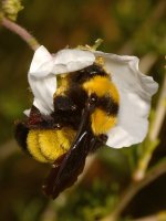 Bee.jpg