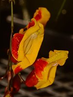 Thunbergia.jpg