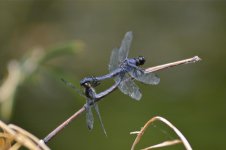 DSC_0311.jpg