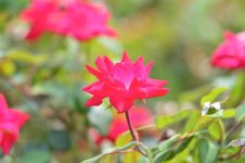 DSC_0322.jpg