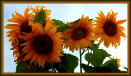 Sunflowers.jpg