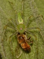 LynxSpider3.jpg