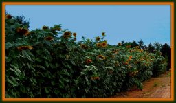 Sunflower Field.jpg