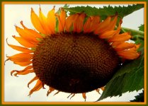 Sunflower Close Up.jpg