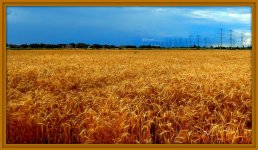 Golden Wheat Field.jpg