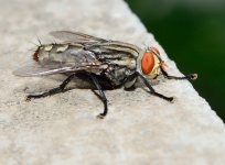 DSC_9542.jpg