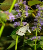 DSC_4106_edited.jpg