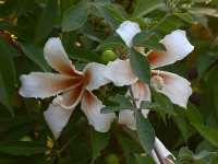 WhiteFlower.jpg