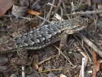 Lizard.jpg