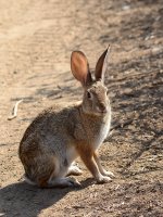 Rabbit.jpg