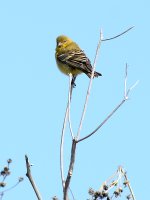 Goldfinch.jpg