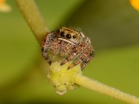 JumpingSpider.jpg