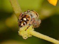 JumpingSpider2.jpg