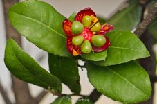 ype-bud-1.jpg