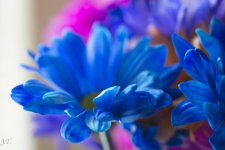 D7100 #3 Flowers_001.jpg