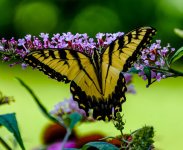 Butterfly.jpg