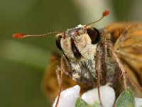 Skipper2.jpg