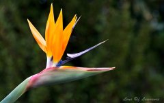 Bird of Paradise LOL.jpg