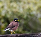 Mynah LOL.jpg