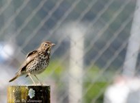 Thrush LOL.jpg