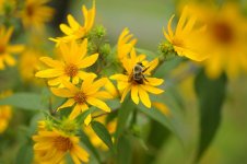 Sunflower & Bee  resize SEV_3079.jpg