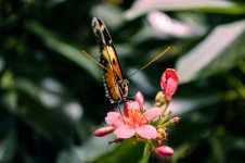 Monarch Butterfly.jpg