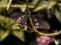 Butterfly.jpg