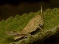 Hopper2.jpg