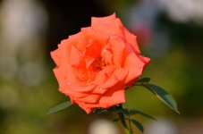 DSC_4231.jpg