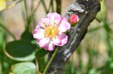 DSC_5313.jpg