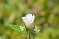 DSC_5315.jpg