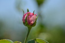 DSC_5323.jpg