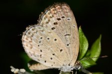 DSC_9687.jpg